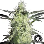 Silver Haze Feminizada (Sensi Seeds)