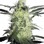 Silver Haze Regular (Sensi Seeds)