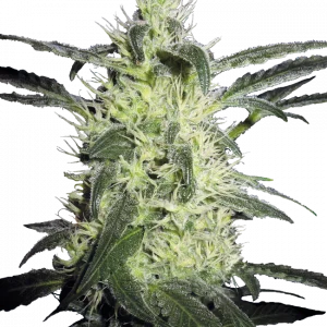 Silver Haze Regular (Sensi Seeds)