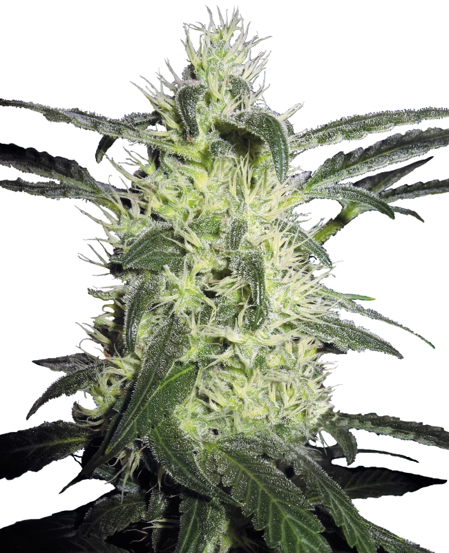 Silver Haze Regular (Sensi Seeds)