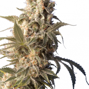 Ak-47 Feminizada (Serious Seeds)