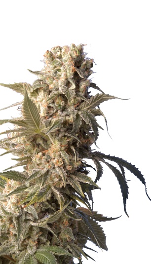 Ak-47 Feminizada (Serious Seeds)