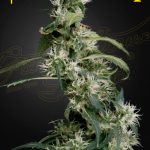 Arjans Ultra Haze #2 (Green House Seeds)