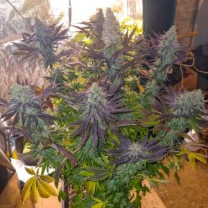 Blueberry Regular (Dutch Passion Seeds)