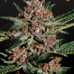 Bubba Kush (Green House Seeds)