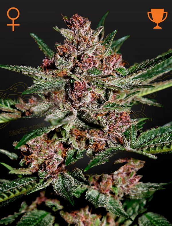 Bubba Kush (Green House Seeds)