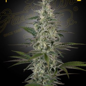 Hawaiian Snow (Green House Seeds)