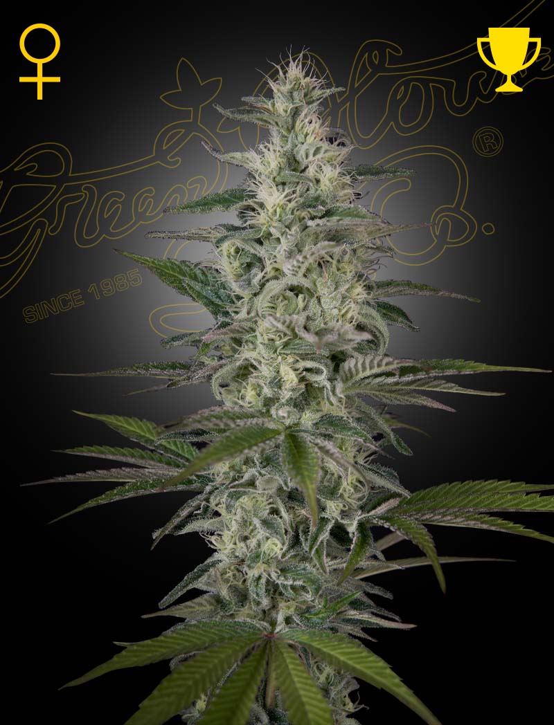 Hawaiian Snow (Green House Seeds)