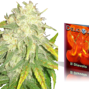 IL Diavolo Semilla Autofloreciente Feminizada de Delicious Seeds IL Diavolo Autofloreciente (Delicious Seeds) Este cruce Critical + y Rudelaris pretende ofrecerte los grandes rendimientos de, potencia y sabor típicos de la Critical+ en modalidad autoflore