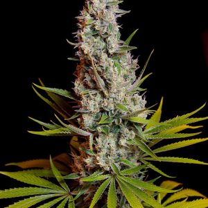 Sweet Cheese Feminizada (Sweet Seeds)