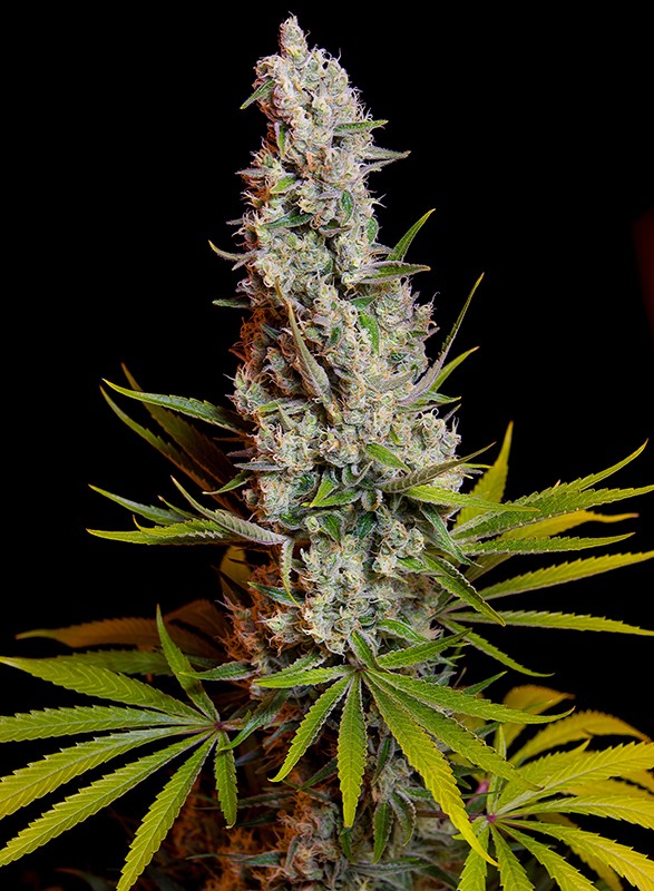 Sweet Cheese Feminizada (Sweet Seeds)