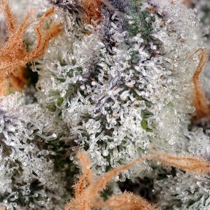 Sweet Cheese Feminizada (Sweet Seeds)