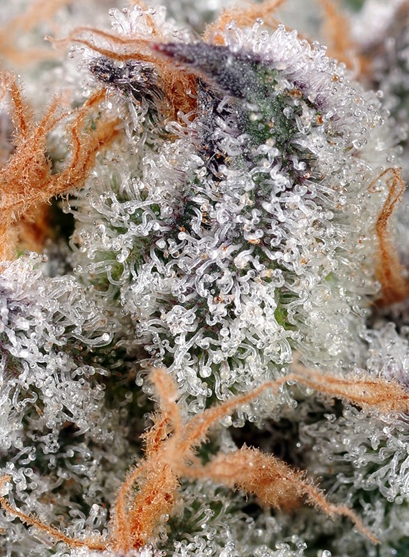 Sweet Cheese Feminizada (Sweet Seeds)