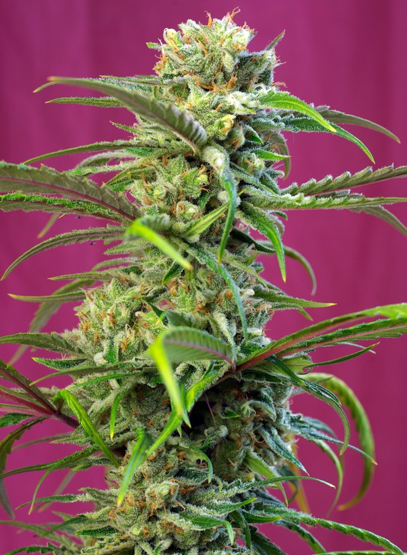 Sweet Tai Feminizada (Sweet Seeds)