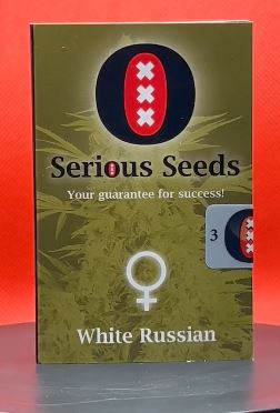 White Russian Regular (Serious Seeds)