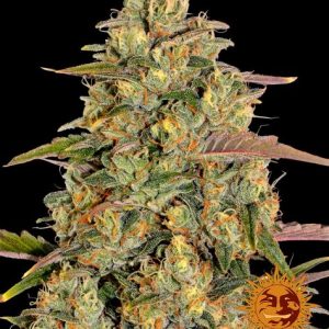 Amnesia Lemon (Barney´s Farm)