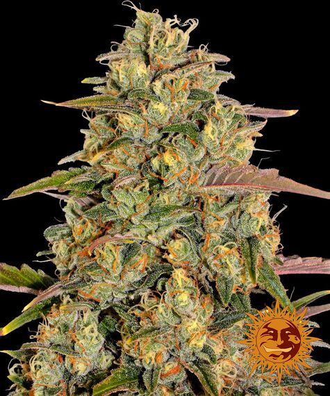 Amnesia Lemon (Barney´s Farm)