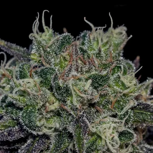 Black Widow Feminizada (Positronics Seeds)