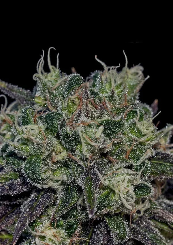 Black Widow Feminizada (Positronics Seeds)