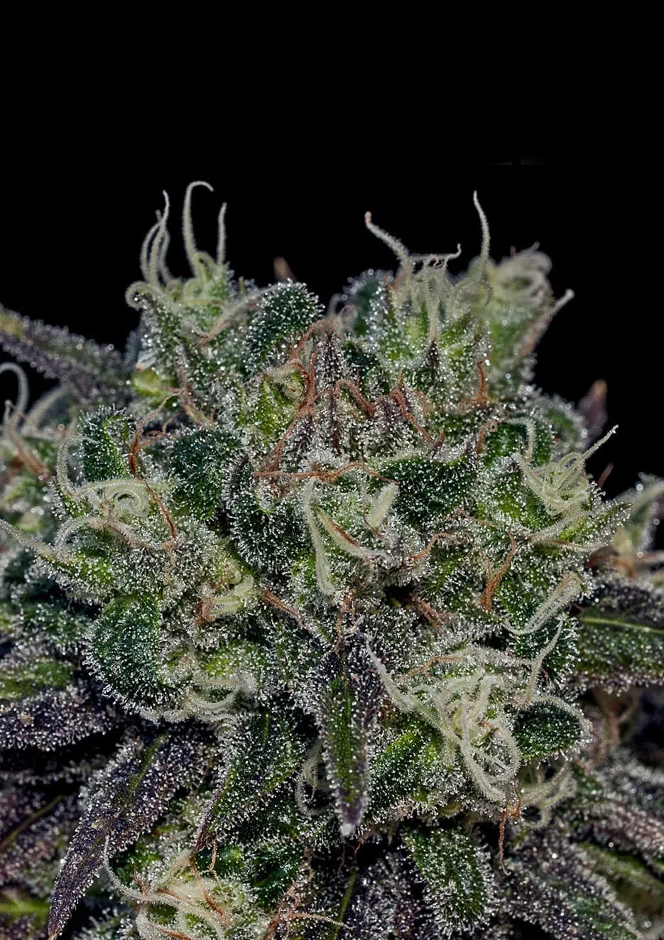 black-widow-feminizada-positronics-seeds