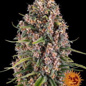 Blue Cheese Feminizada (Barney´s Farm)