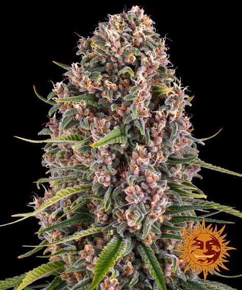 Blue Cheese Feminizada (Barney´s Farm)