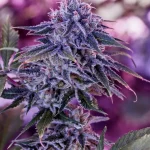 Blue Rhino Feminizada (Positronics Seeds)