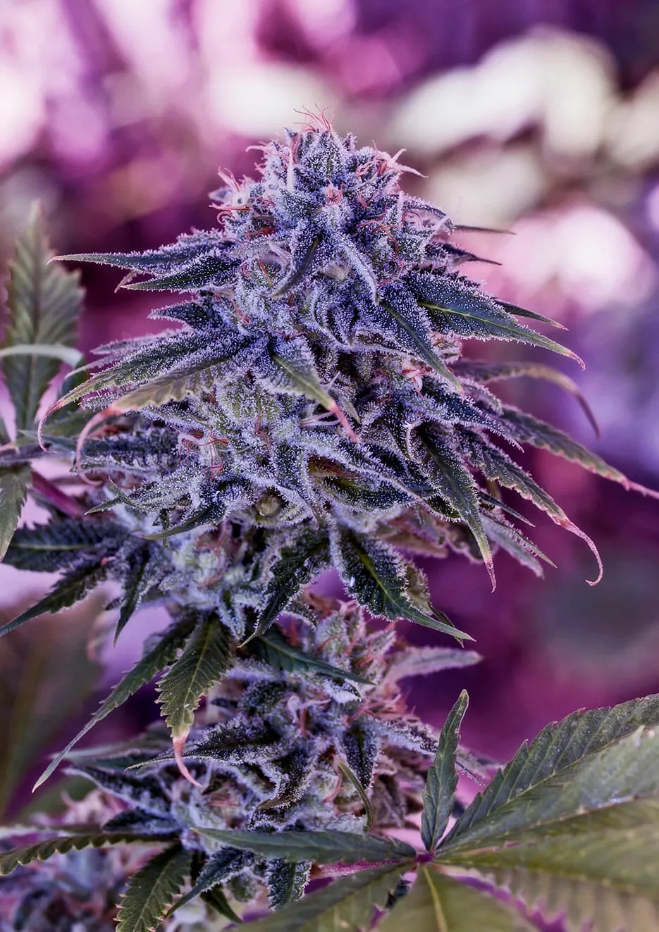 blue-rhino-feminizada-positronics-seeds