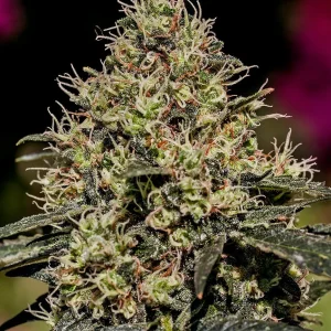 Critical #47 Feminizada (Positronics Seeds)