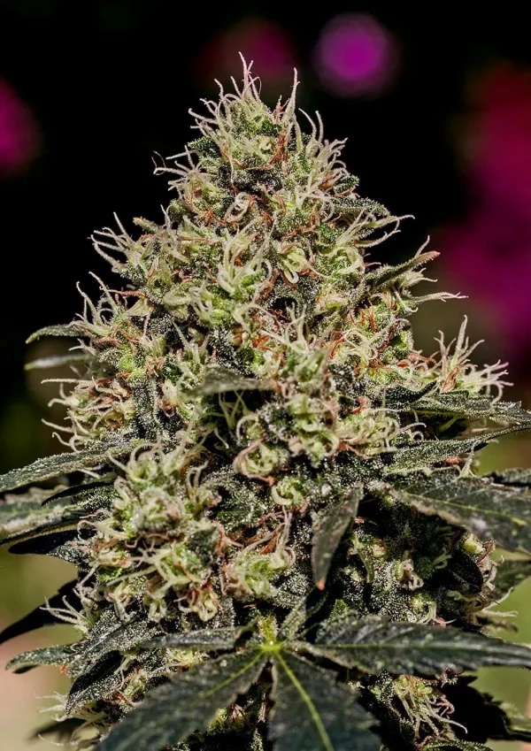 Critical #47 Feminizada (Positronics Seeds)