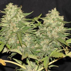 Critical Super Silver Haze Feminizada (Delicious Seeds)