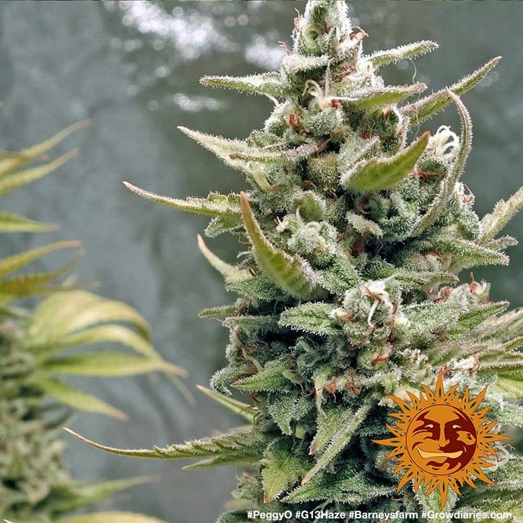 g13-haze-feminizada-barney-s-farm-seeds