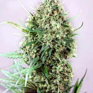 Jack Diesel Feminizada (Positronics Seeds)