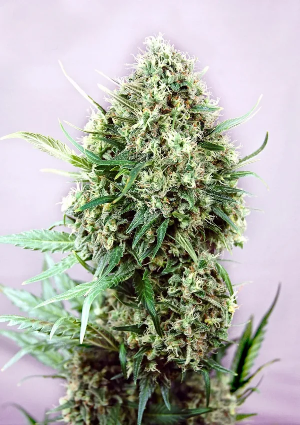 Jack Diesel Feminizada (Positronics Seeds)