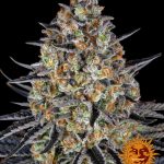 LSD Feminizada (Barney´s Farm Seeds)