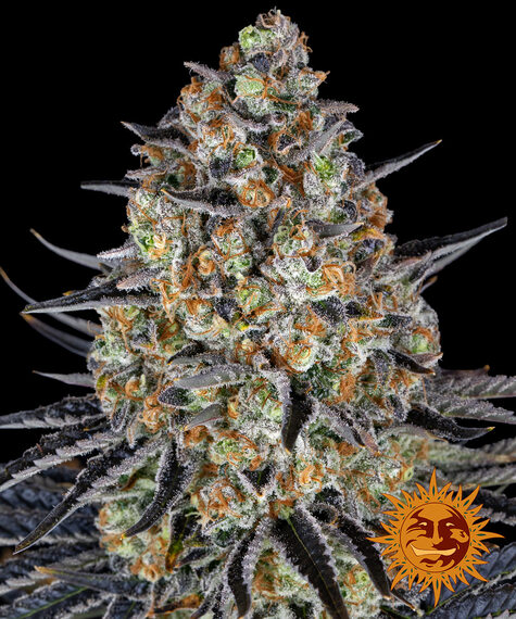 LSD Feminizada (Barney´s Farm Seeds)