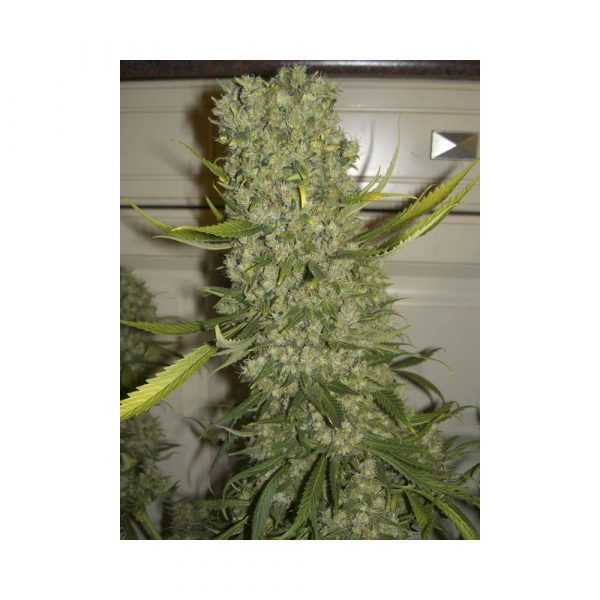 Monster Feminizada (EVA SEEDS)