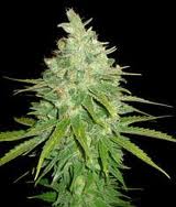 Semilla feminizada 100% Afghan Kush x Skunk (World of Seeds) Cannabis Medicinal.