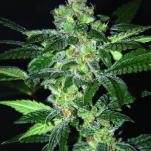 Amnesia (World of Seeds) Feminizada