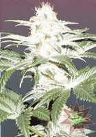 Critical Yumbolt (Delicious Seeds)