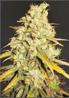 Semilla Critical Super Silver Haze de Delicious Seeds Feminizada 100% Cannabis