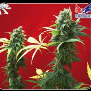 Jack Diesel Feminizada (Positronics Seeds)