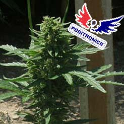 May Day Express (Positronics Seeds)