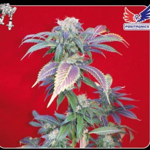 Semilla Feminizada Cannabis Purple Haze #1 (Positronics Seeds)