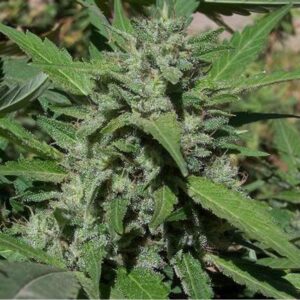 Big Lights (Biohazard Seeds)