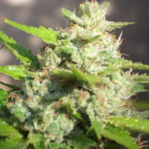 Jawar (Biohazard Seeds) Feminizada