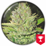 Devil Fruit (Medical Seeds) Feminizada