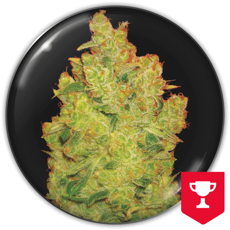 Jack la Mota (Medical Seeds) Feminizada