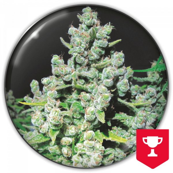 Malakoff (Medical Seeds) Feminizada