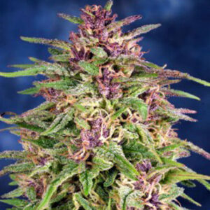 Frisian Dew (Dutch Passion) Semilla feminizada Cannabis-Marihuana